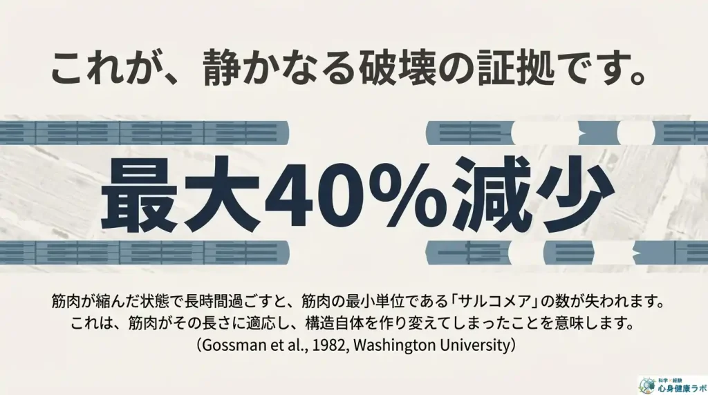 サルコメアの短縮