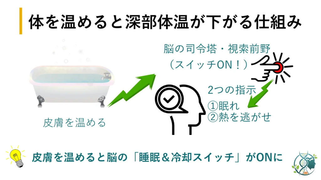体を温めると深部体温が下がる仕組み
